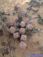 Crassula plegmatoides Port Nolloth RSA