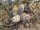 Crassula plegmatoides Port Nolloth RSA