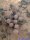 Crassula plegmatoides Port Nolloth RSA