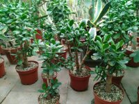 Crassula ovata XL Geldbaum