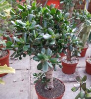 Crassula ovata XL Geldbaum
