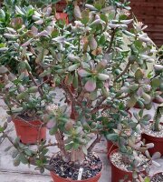 Crassula ovata XL Geldbaum