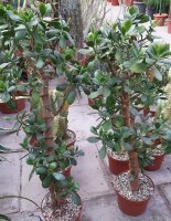 Crassula ovata XL Geldbaum