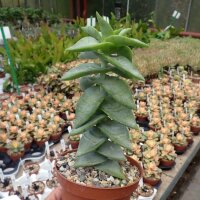Crassula perforata cv. Maxima