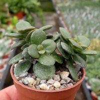 Crassula ovata v. minor