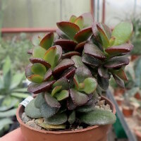 Crassula ovata v. minor