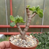 Crassula ovata v. minor