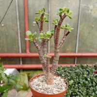 Crassula ovata v. minor