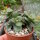 Crassula ovata v. minor