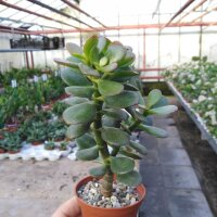 Crassula ovata v. minor XL