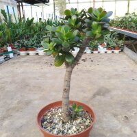 Crassula ovata v. minor XL