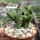 Crassula pyramidalis