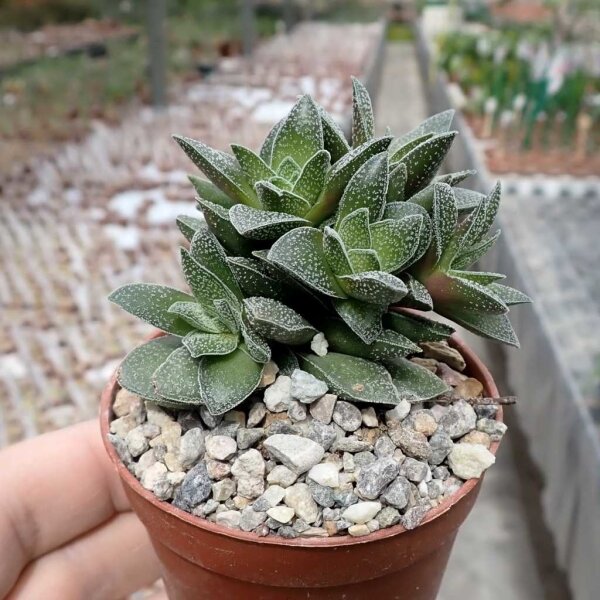 Crassula cv. Frosty