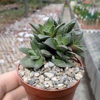 Crassula cv. Frosty