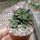 Crassula cv. Frosty