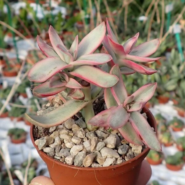 Crassula rubicaulis cv. Candy Cane