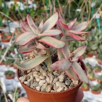 Crassula rubicaulis cv. Candy Cane