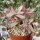 Crassula rubicaulis cv. Candy Cane