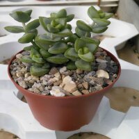 Crassula rupestris