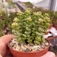 Crassula rupestris ssp. commutata cv. Tom Thumb