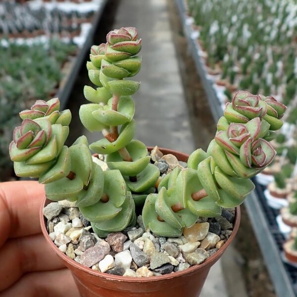 Crassula rupestris ssp. marnierana