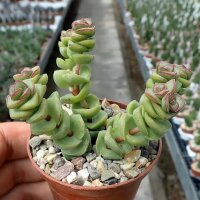 Crassula rupestris ssp. marnierana
