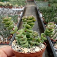 Crassula rupestris ssp. marnierana