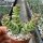 Crassula rupestris ssp. marnierana