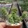 Crassula rupestris ssp. marnierana
