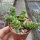 Crassula rupestris ssp. marnierana