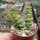 Crassula rupestris ssp. marnierana
