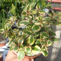 Crassula sarmentosa variegata