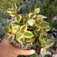 Crassula sarmentosa variegata