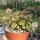 Crassula sarmentosa variegata