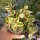 Crassula sarmentosa variegata