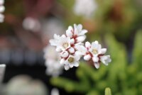 Crassula socialis