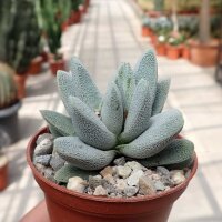 Crassula tecta RSA