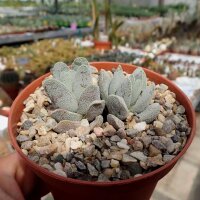 Crassula tecta RSA