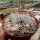 Crassula tecta RSA
