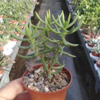 Crassula tetragona