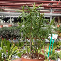 Crassula tetragona