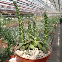 Crassula capitella v. turrita