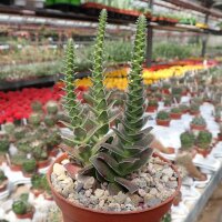 Crassula capitella v. turrita