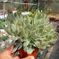 Crassula swaziensis variegata