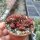 Crassula X marchandii