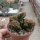 Crassula X marchandii