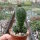 Crassula-Hybr. Buddhas Temple