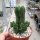Crassula-Hybr. Buddhas Temple