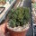 Crassula-Hybr. Buddhas Temple