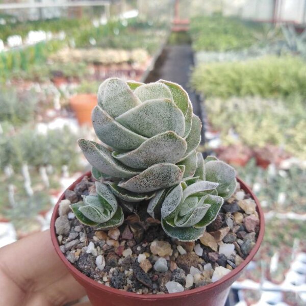 Crassula-Hybr. Ivory Pagoda